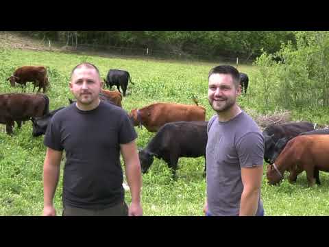 Mladi povratnici iz dijaspore osnovali ranch s Angus govedima u Gornjem Vakufu – Uskoplju